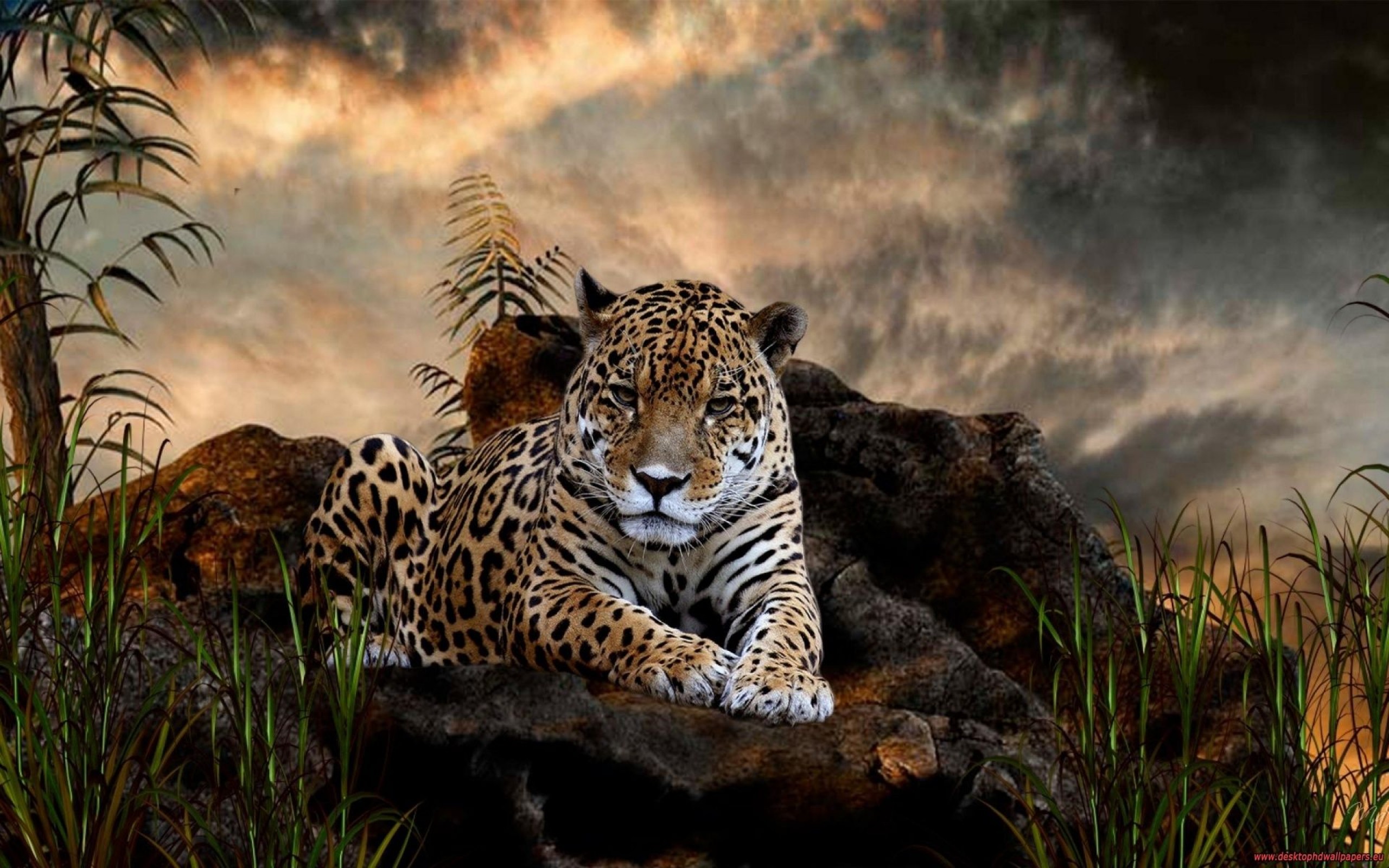 beautiful-tiger-wallpaper