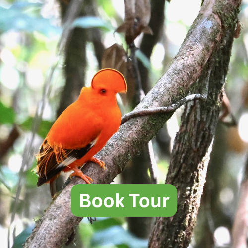 Coastal Birding Tour (R-4)